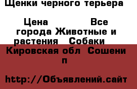 Щенки черного терьера › Цена ­ 35 000 - Все города Животные и растения » Собаки   . Кировская обл.,Сошени п.
